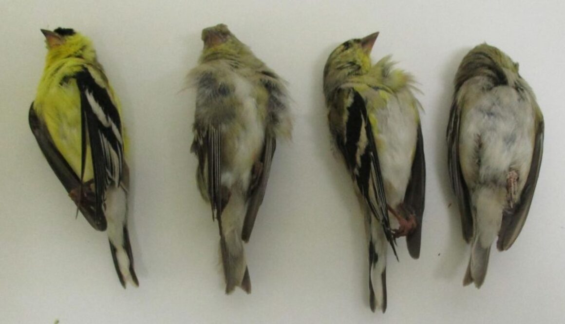 birds killed by pesticides