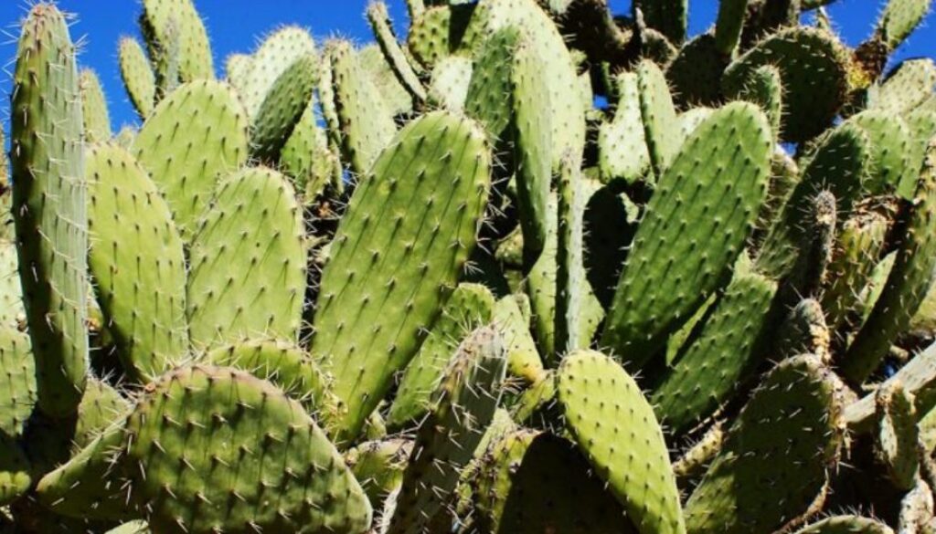 cactus plastic TMU