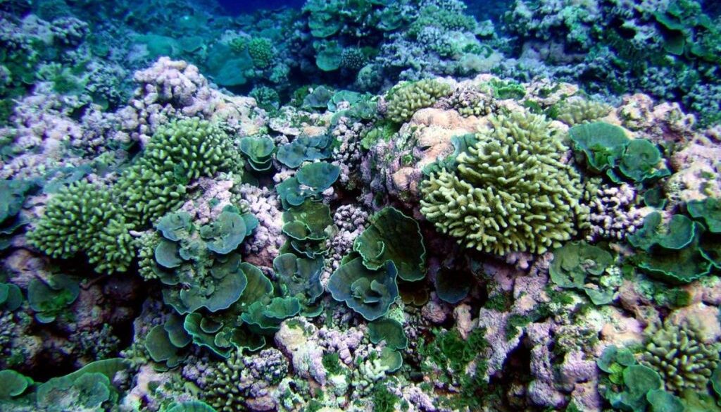 coral reef conversation