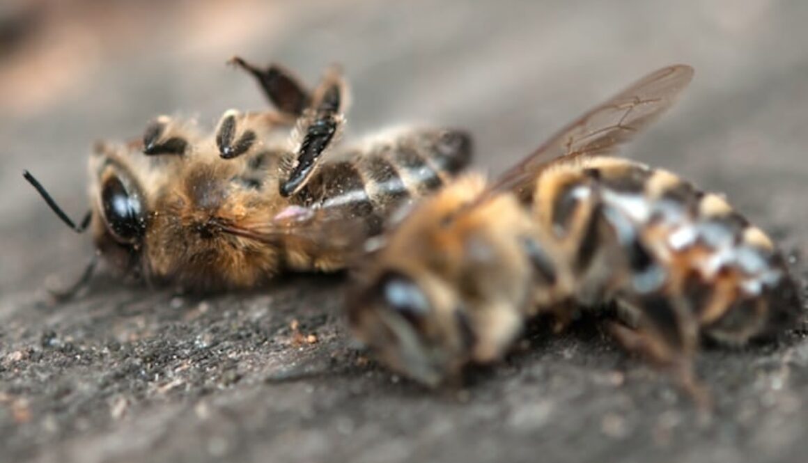 dead-bees