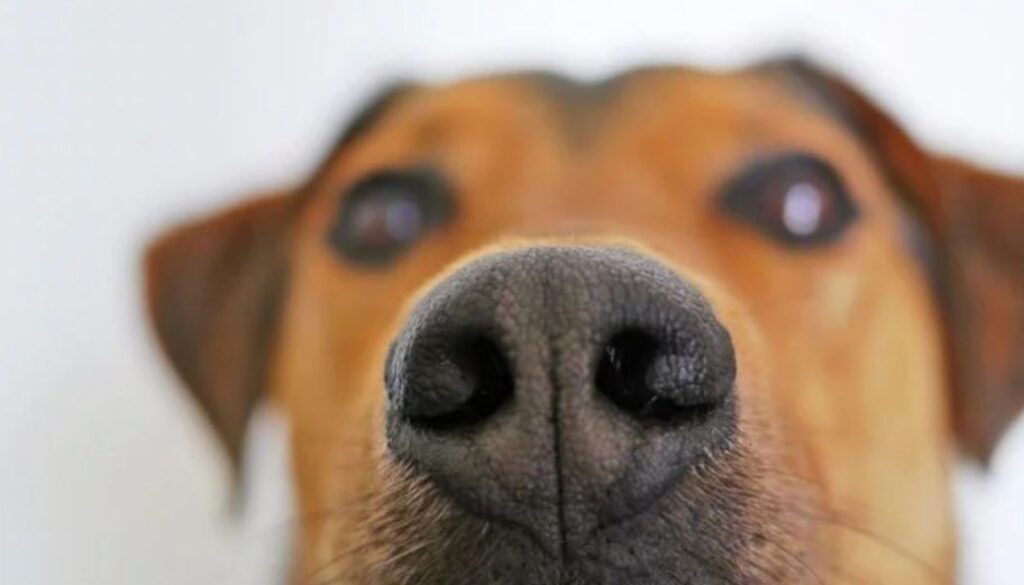 dogs sniff cancer TMU