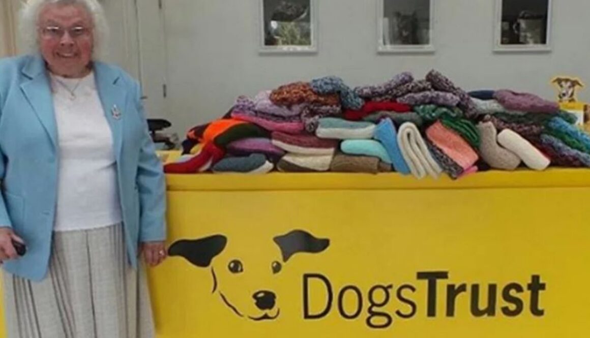 dogs trust TT