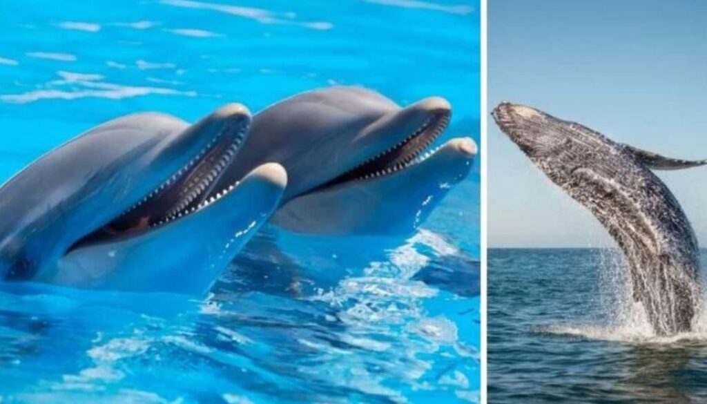 dolphins TMU