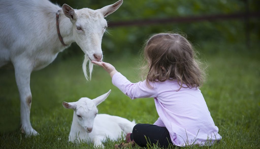 goat milk baby formula pixabay