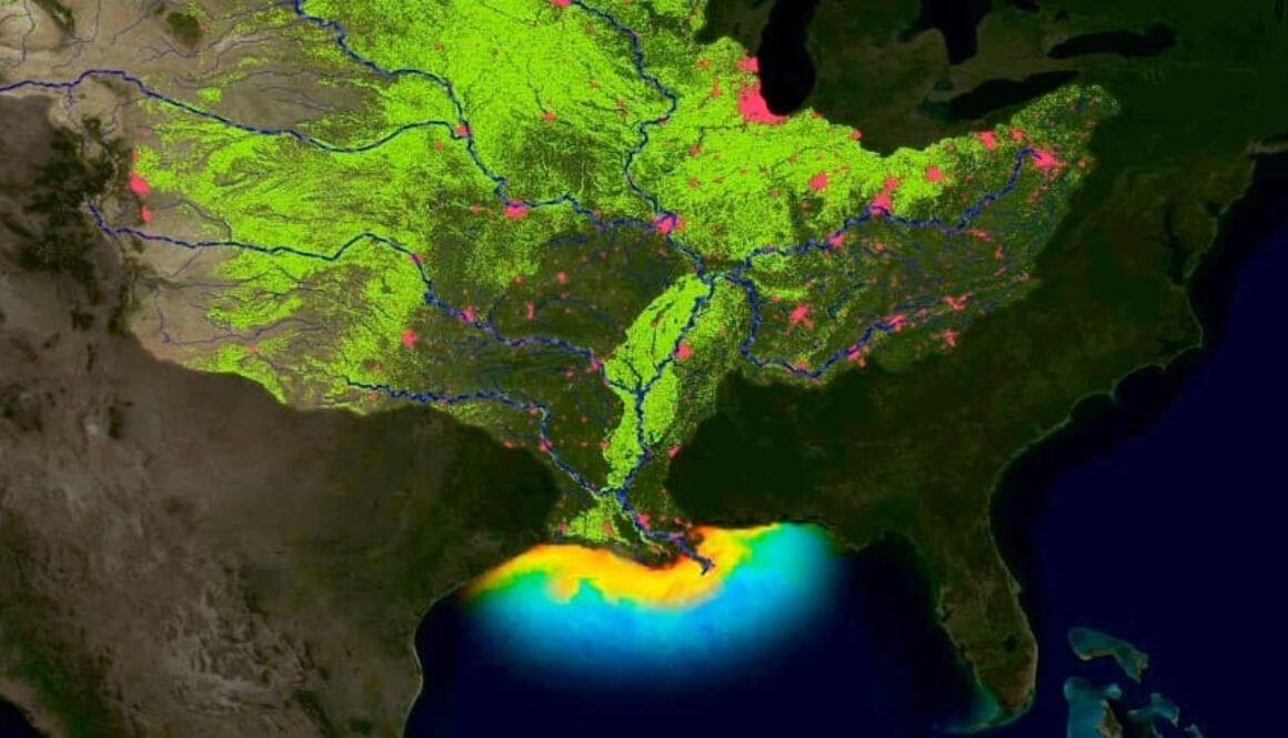 gulf of mexico dead zone