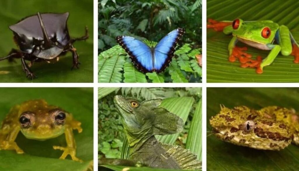 honduras rainforest TMU