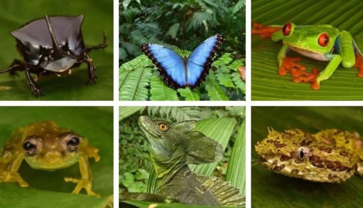 honduras rainforest TMU