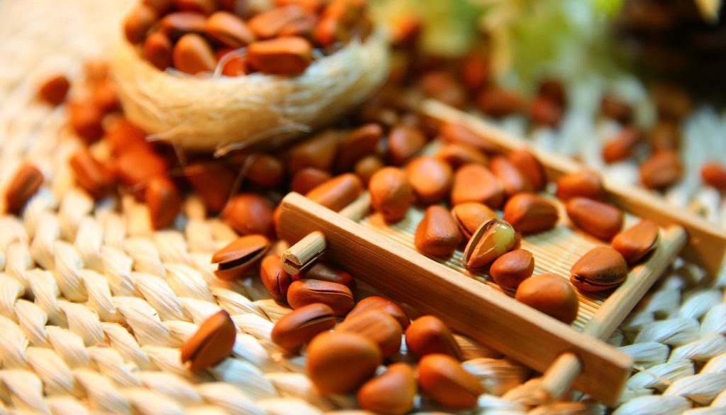 pine-nut-shells