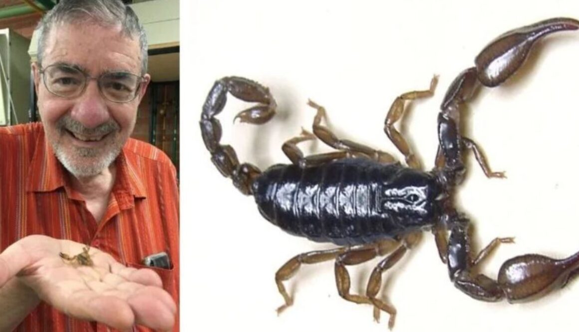 scorpion TMU