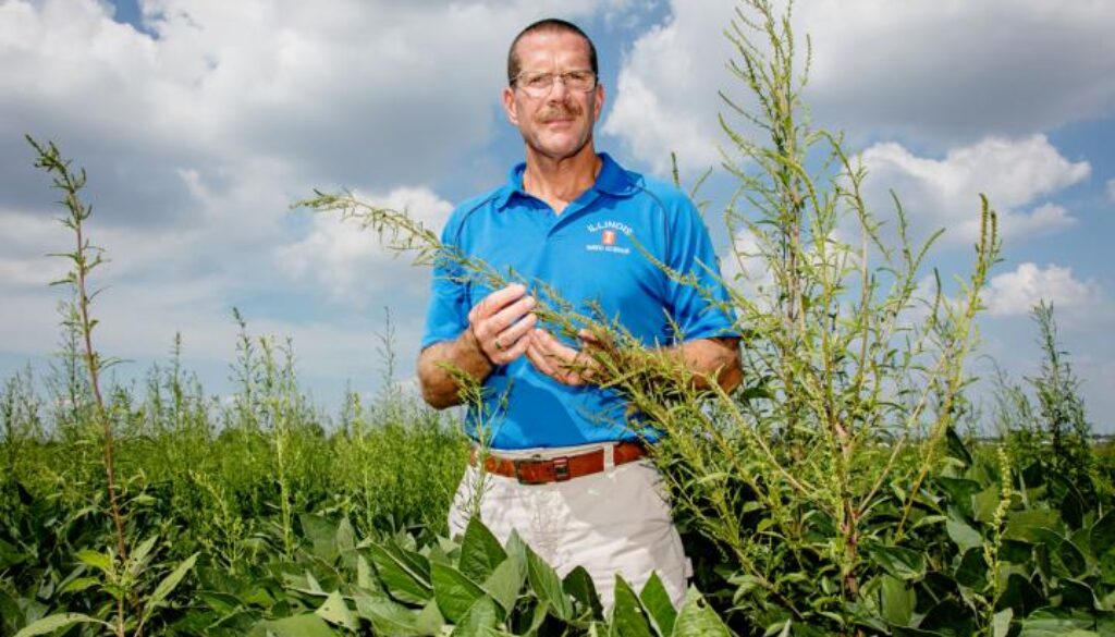 superweed resistant to herbicides