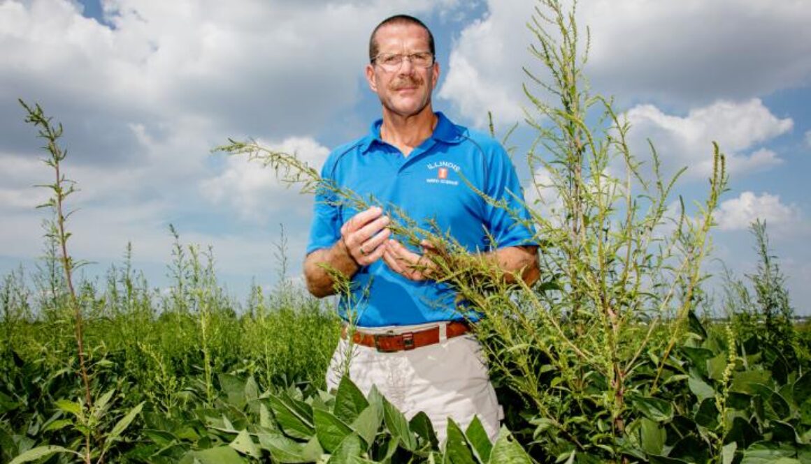 superweed resistant to herbicides