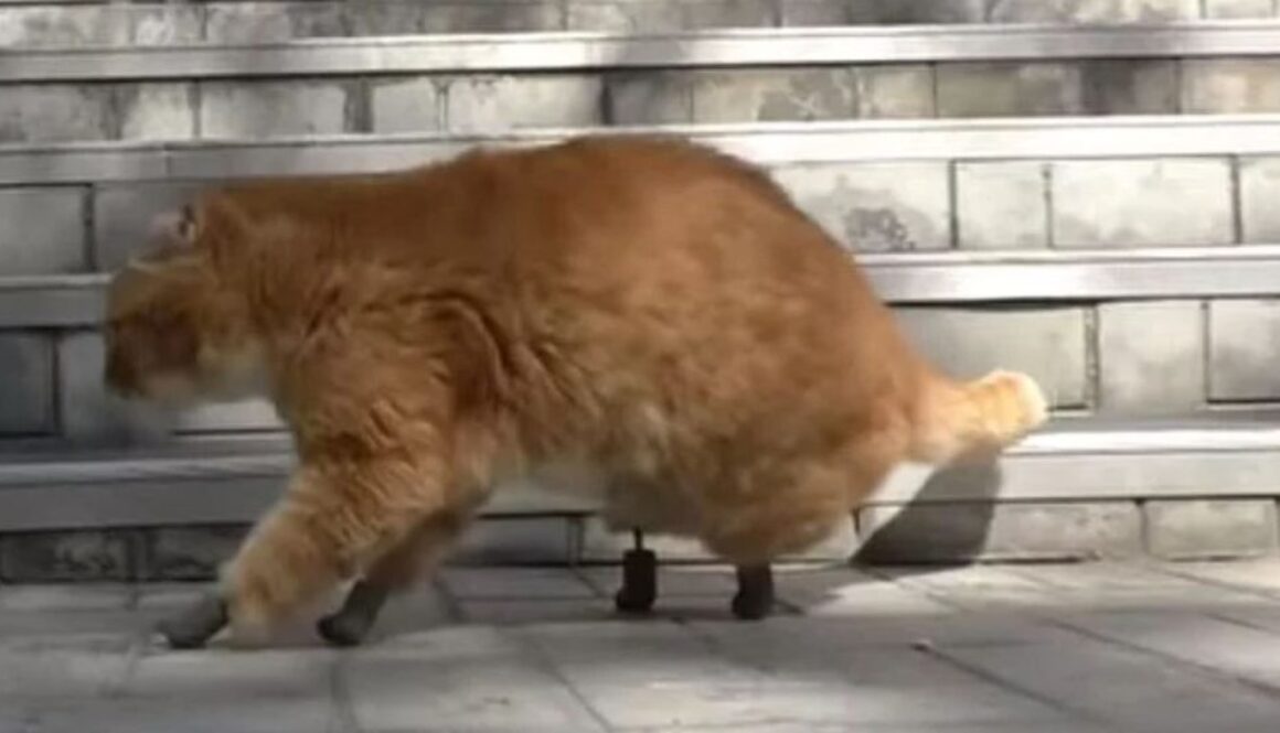 titanium cat TMU