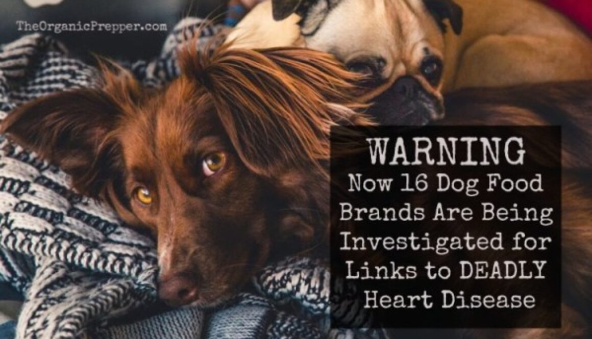 16-brands-of-dog-food