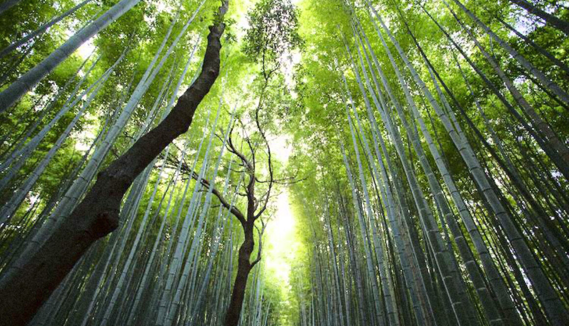 Nature-Trees