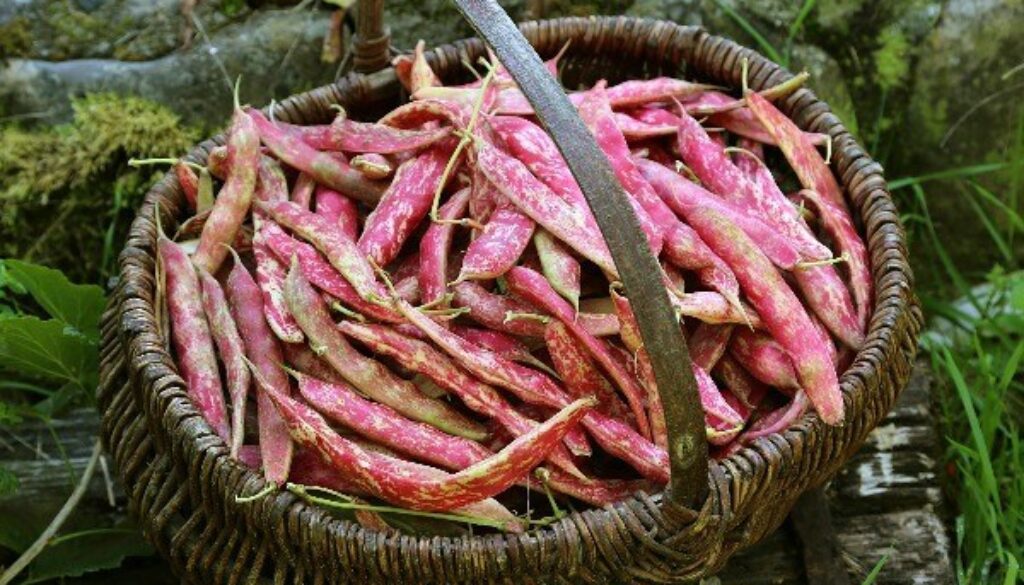 Ready-Gardens-Pinto-Beans
