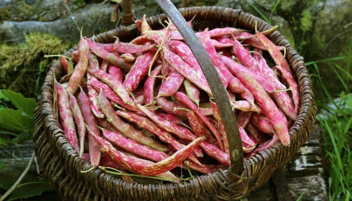 Ready-Gardens-Pinto-Beans