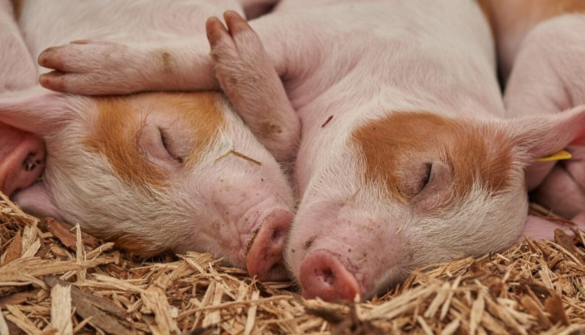 barnyard livestock gut health