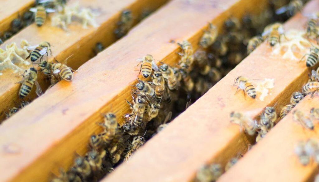 beekeeping