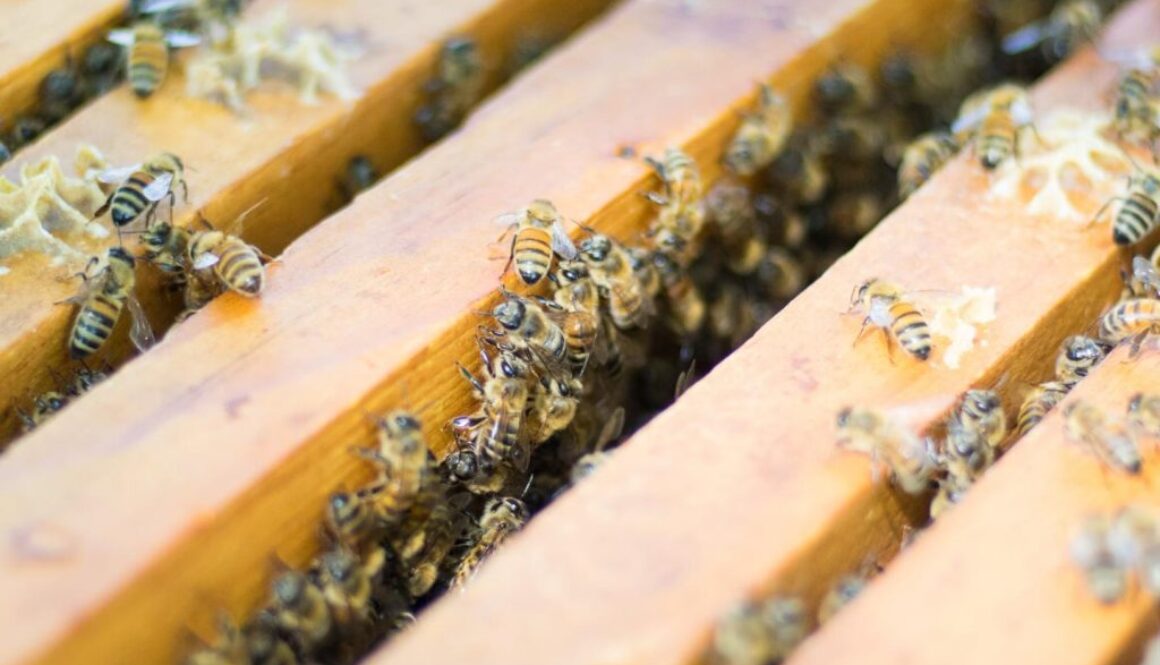 beekeeping