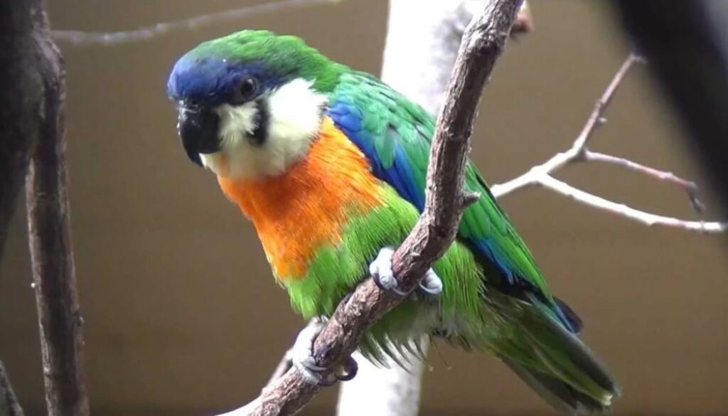 bird TMU