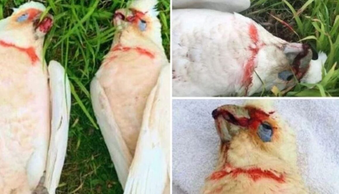 bird deaths TMU