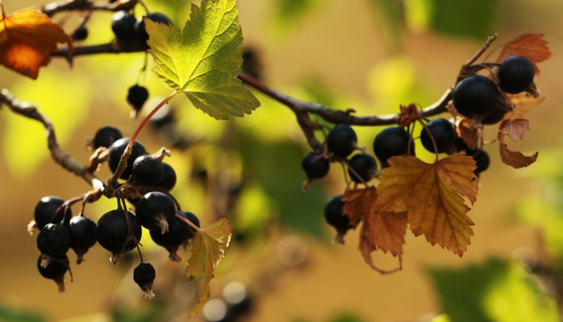 blackcurrant-3566439_1280