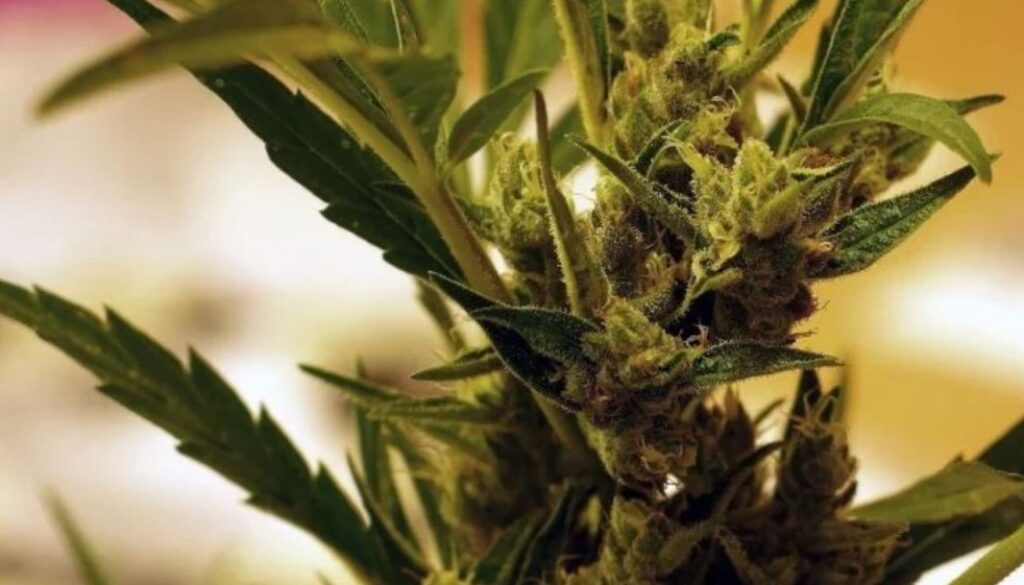 cannabis TMU