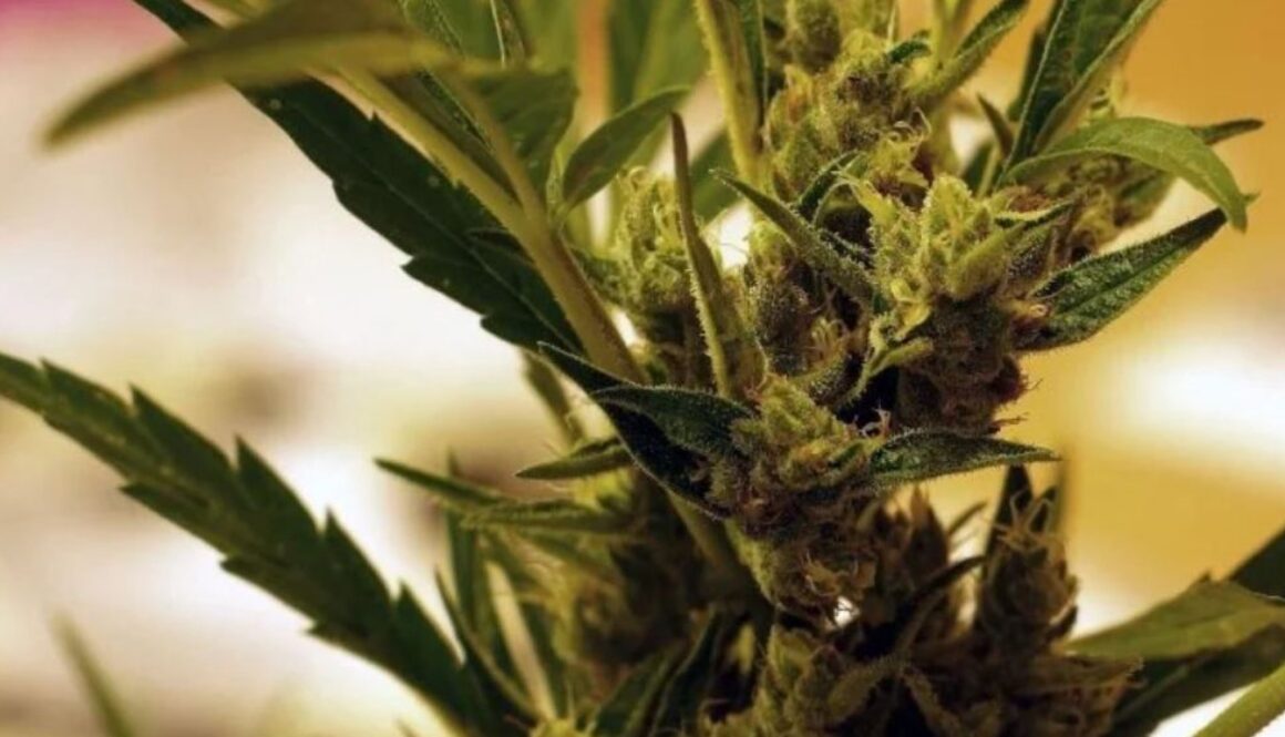 cannabis TMU