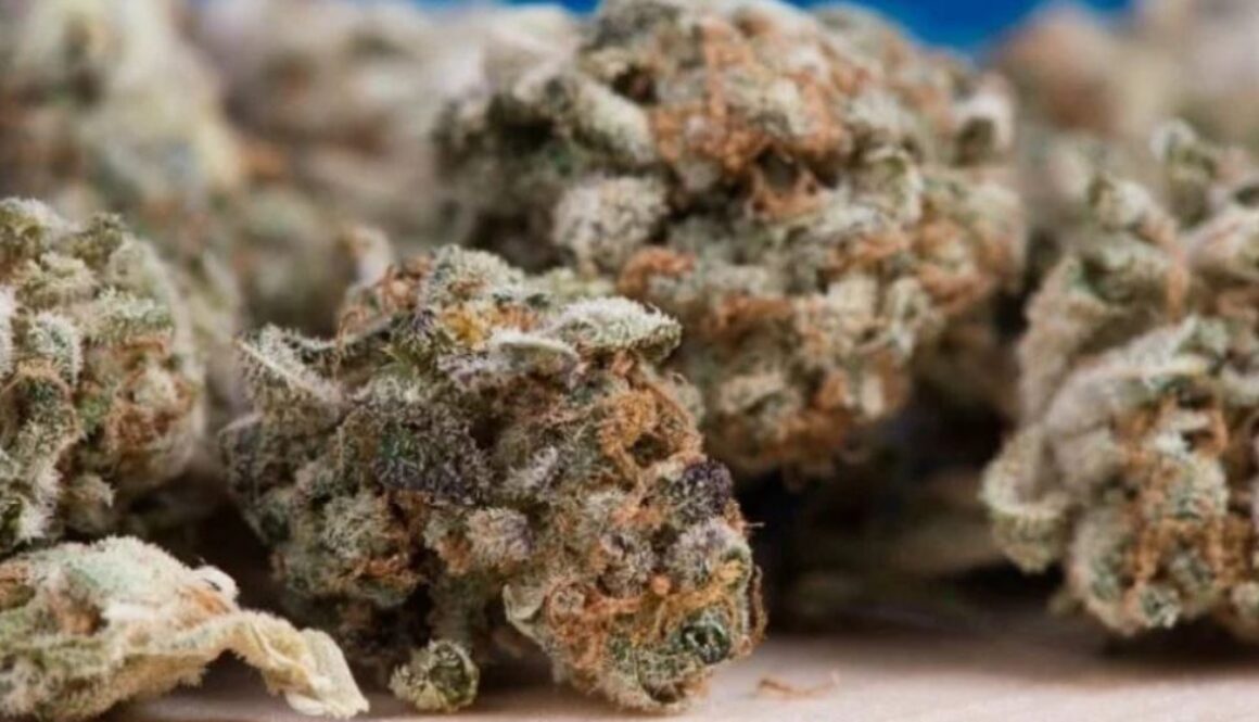cannabis pain TMU