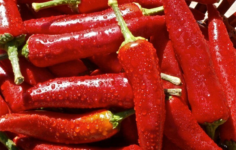 chili-peppers-close-up-red-63603-816x520 chili-peppers-close-up-red-63603-816x520
