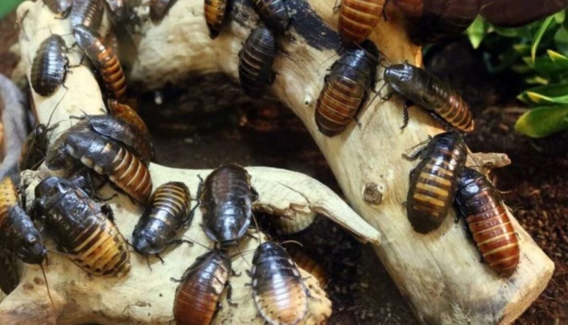 cockroach pixabay