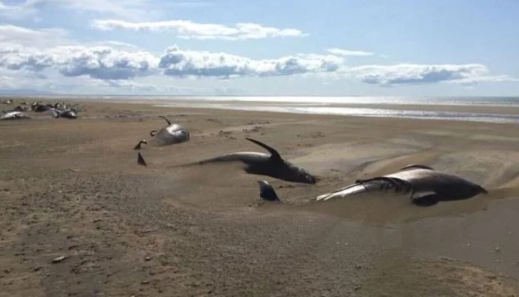 dead whales TMU