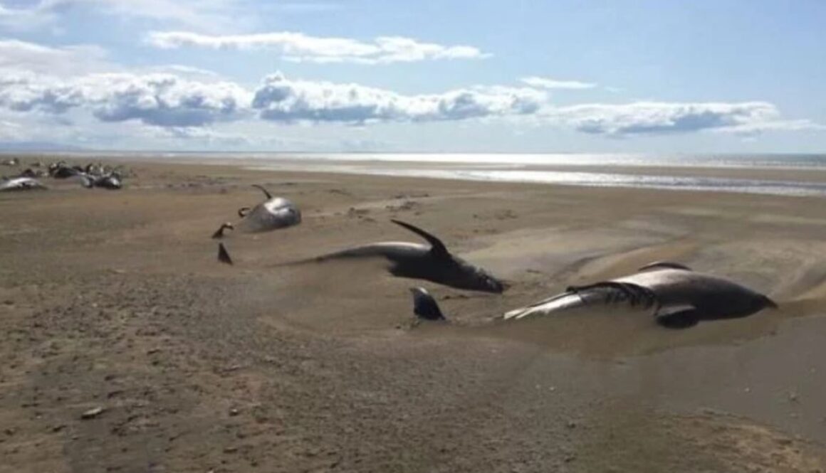 dead whales TMU