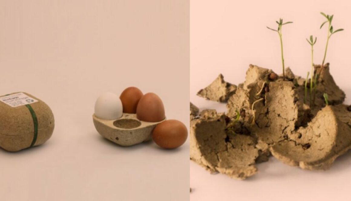 egg carton plant TT