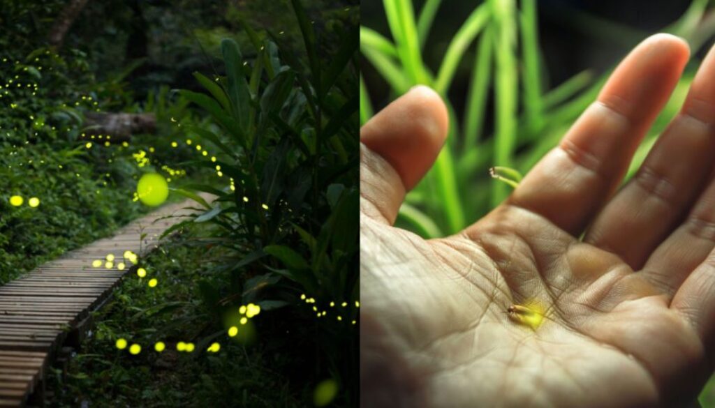 firefly TT