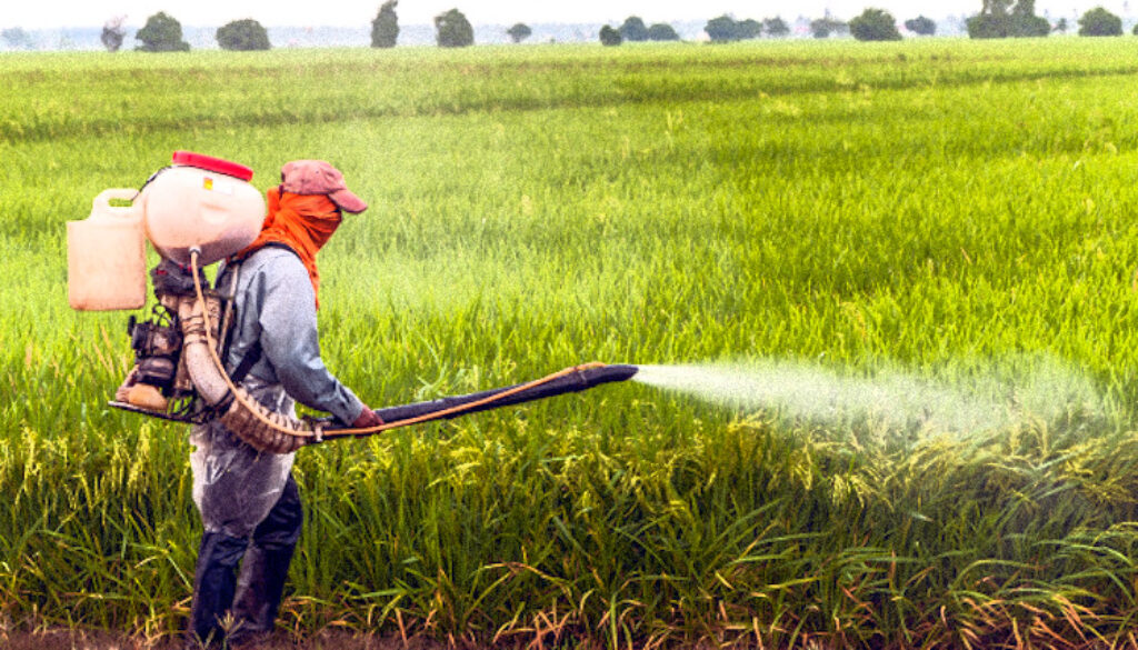 glyphosate-spraying