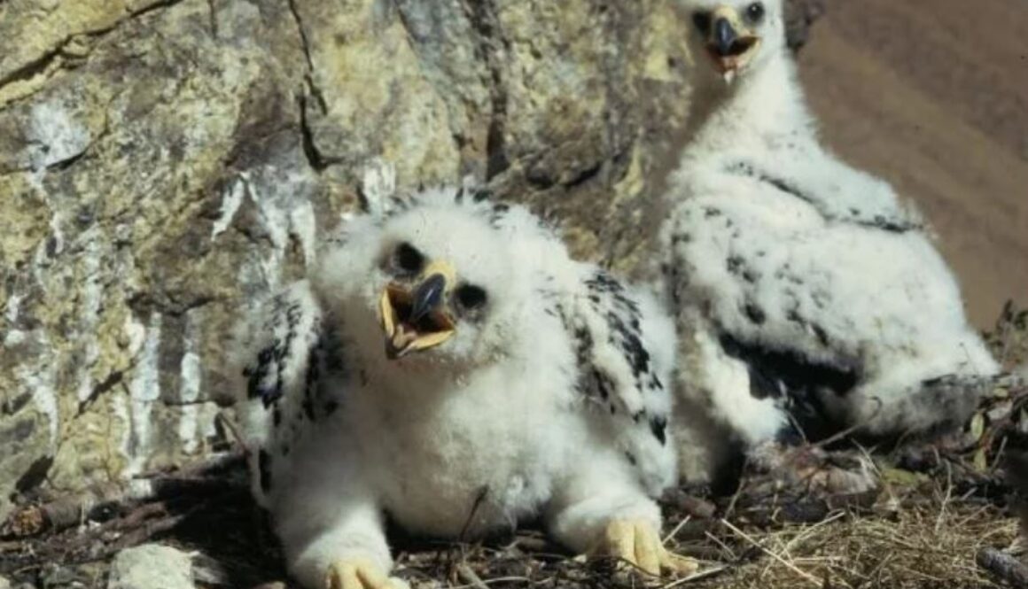 golden eagle chicks TMU