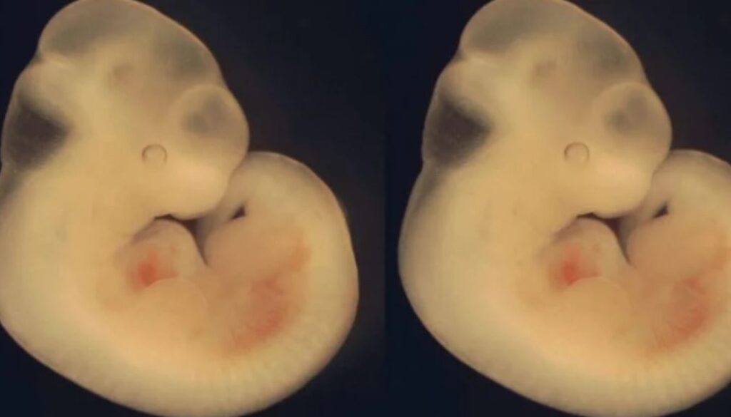 human animal hybrid TMU