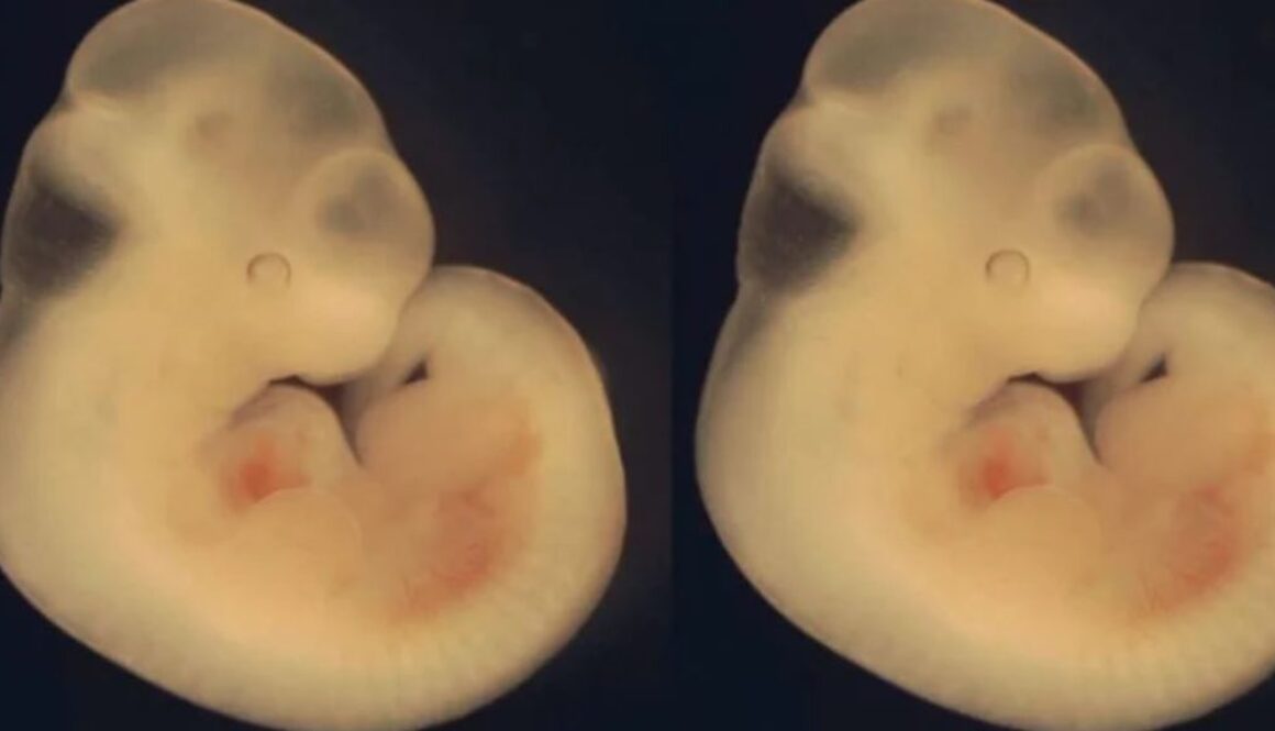 human animal hybrid TMU