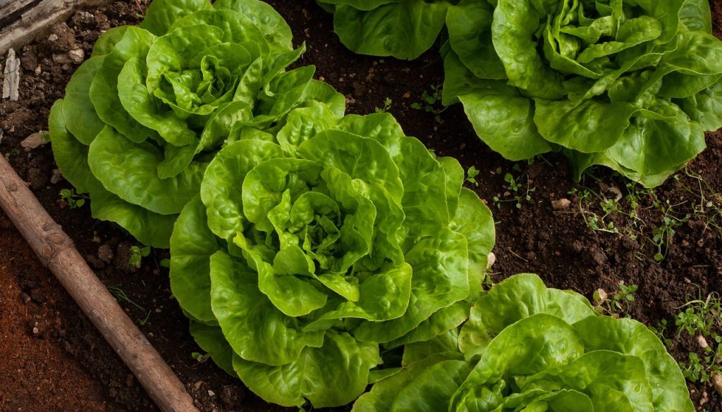 lettuce salad garden