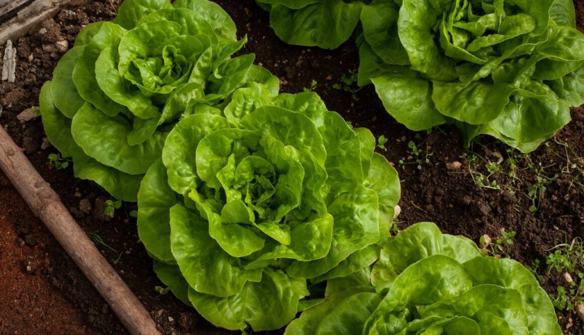 lettuce salad garden