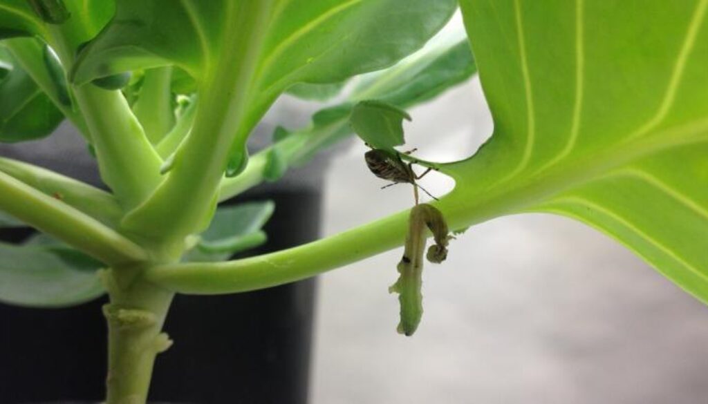 natural pest control farms