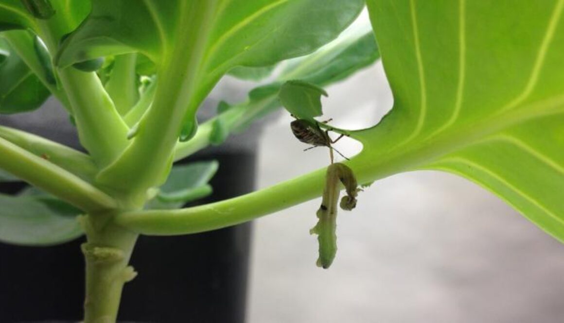 natural pest control farms