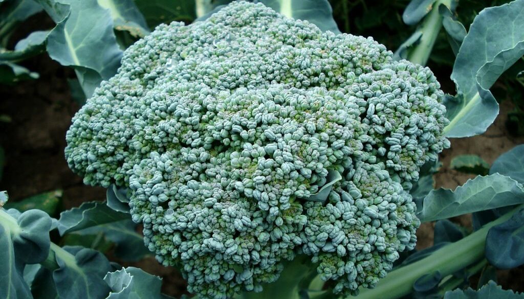 organic pest control broccoli