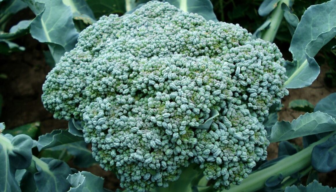 organic pest control broccoli