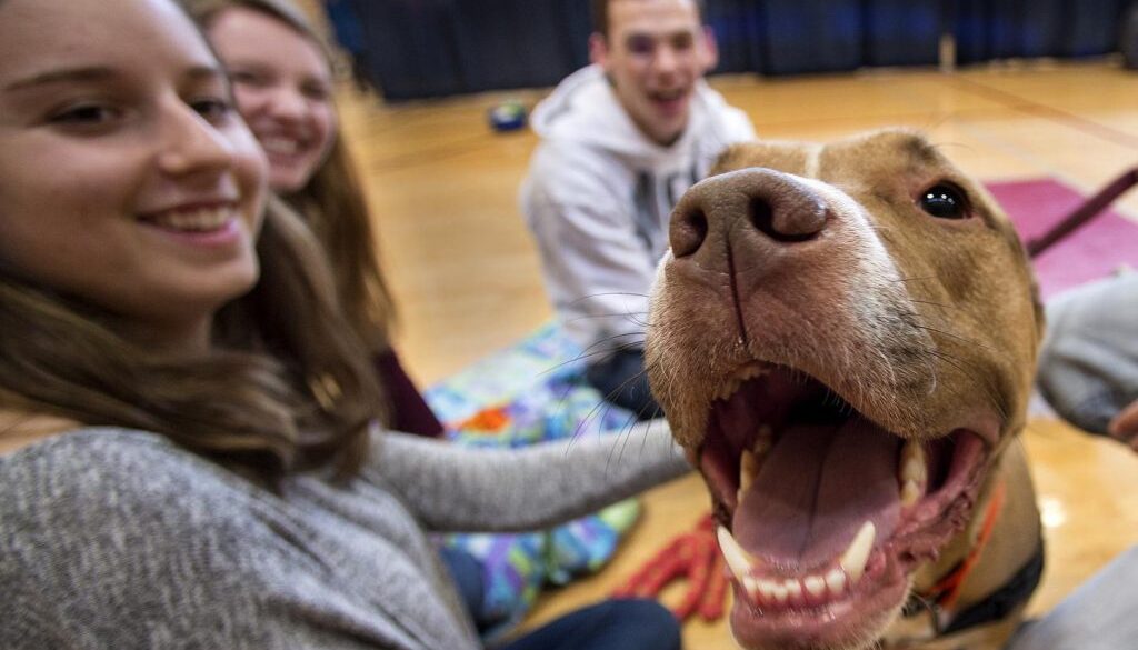 petting dogs and cats reduces stress