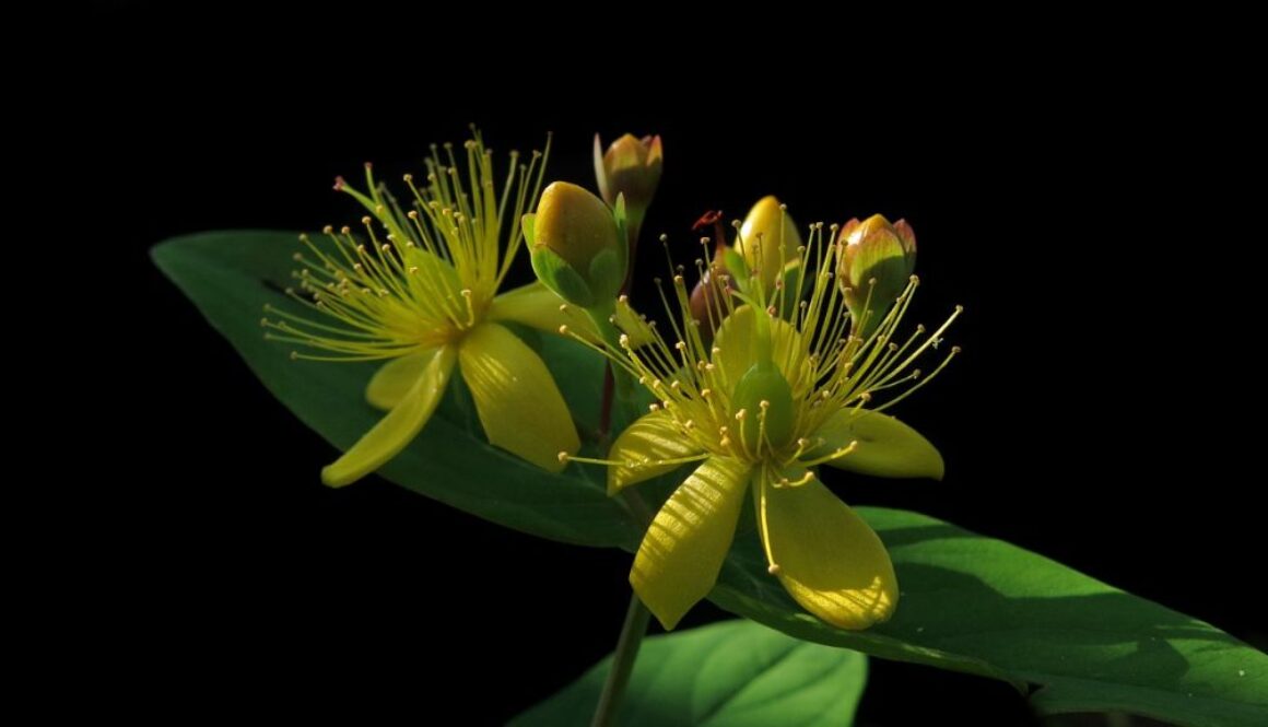 st-johns-wort-3609268_1280