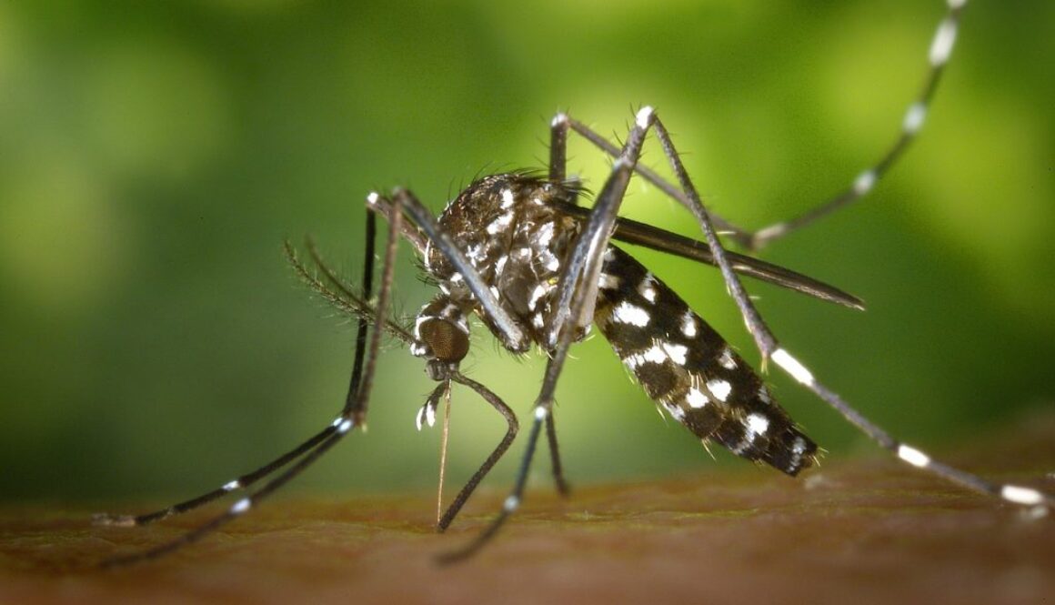 tiger-mosquito-49141_1280