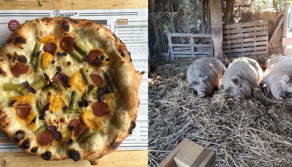 vegan pizza pigs TT