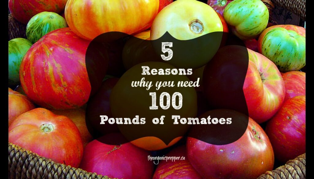5-reasons-why-you-need-100-pounds-of-tomatoes
